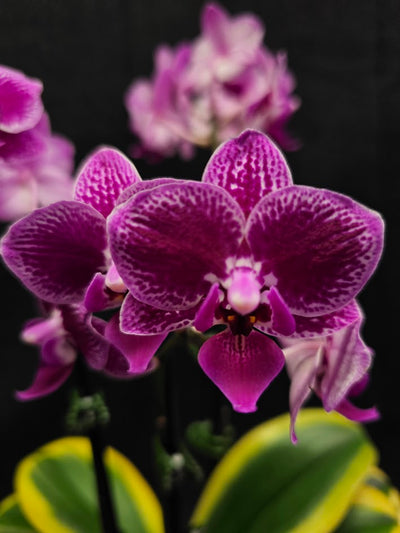 Orchids