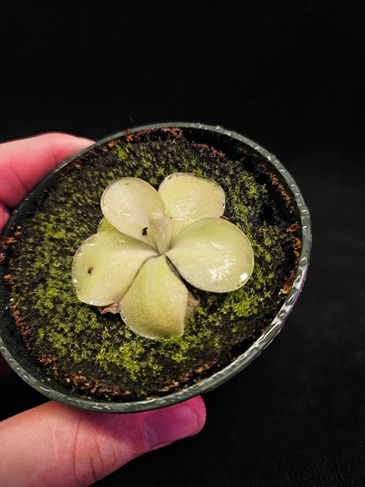 Pinguicula Tina #09, A Mexican Butterwort Hybrid Of P. Agnata & P. Zecheri, Produces A Single Purple Flower