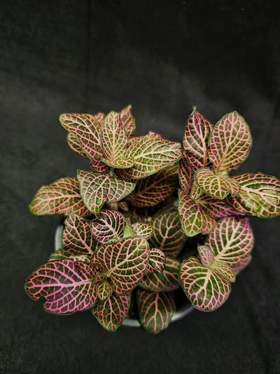 Fittonia Pink Nerve Plant #04, Also Known As The Pink Angel, Brightly Colored Foliage