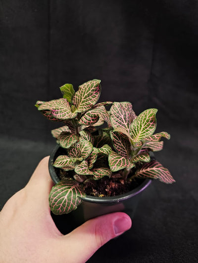 Fittonia Pink Nerve Plant #07, Also Known As The Pink Angel, Brightly Colored Foliage
