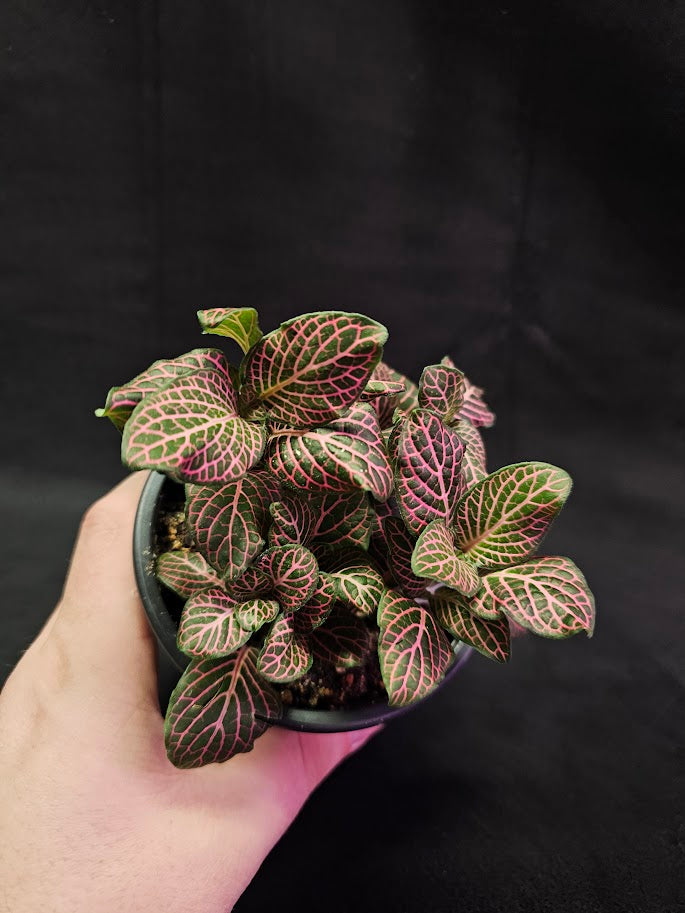 Fittonia Pink Nerve Plant #07, Also Known As The Pink Angel, Brightly Colored Foliage
