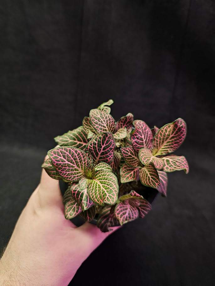 Fittonia Pink Nerve Plant #08, Also Known As The Pink Angel, Brightly Colored Foliage