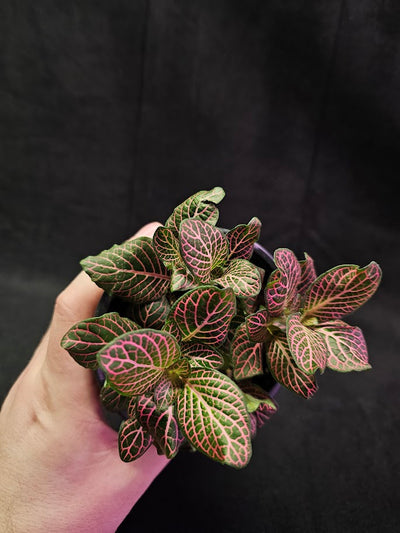 Fittonia Pink Nerve Plant #08, Also Known As The Pink Angel, Brightly Colored Foliage