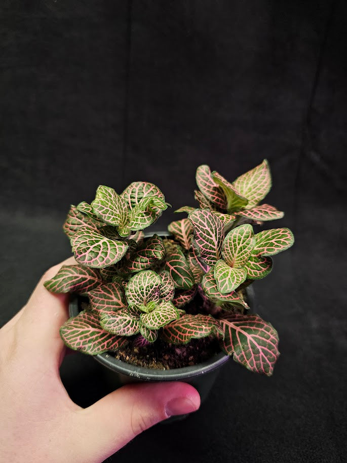 Fittonia Pink Nerve Plant #11, Also Known As The Pink Angel, Brightly Colored Foliage