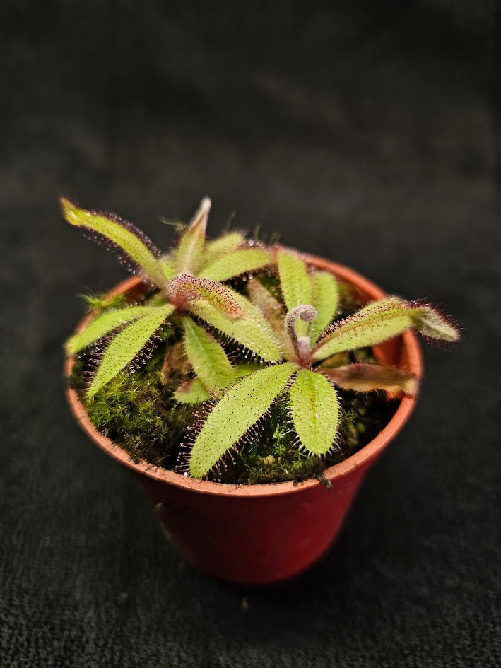 Drosera Adelae #04, Endemic To Queensland, Australia, A Crown Jewel In Any Collection