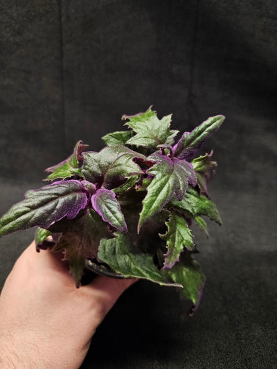 Purple Passion Plant #07, Also Known As Gynura Aurantiaca, Native To Southeast Asia