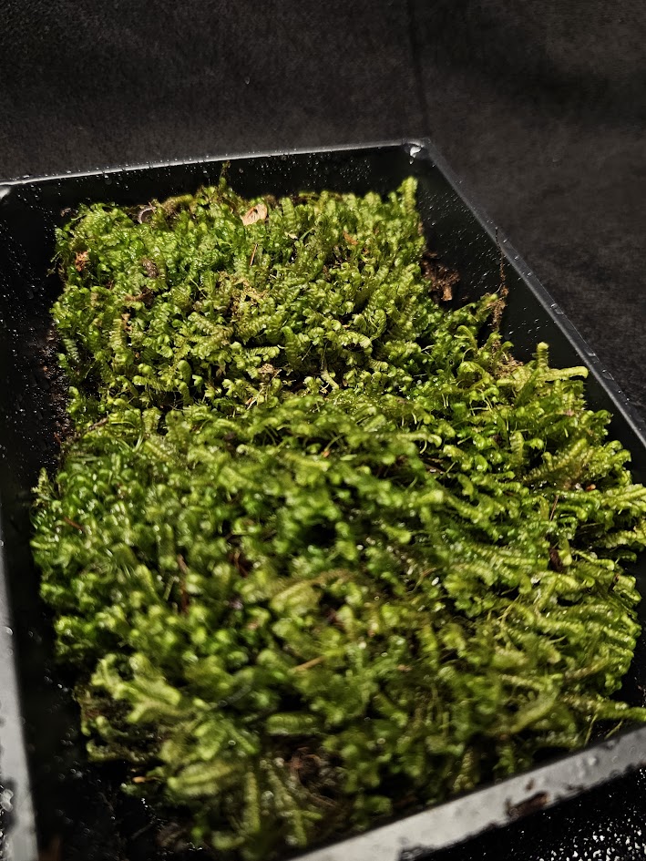 Spoon Leaved Moss #03, 6 Inch X 4 Inch Section, Also Known As Bryoandersonia Illecebra