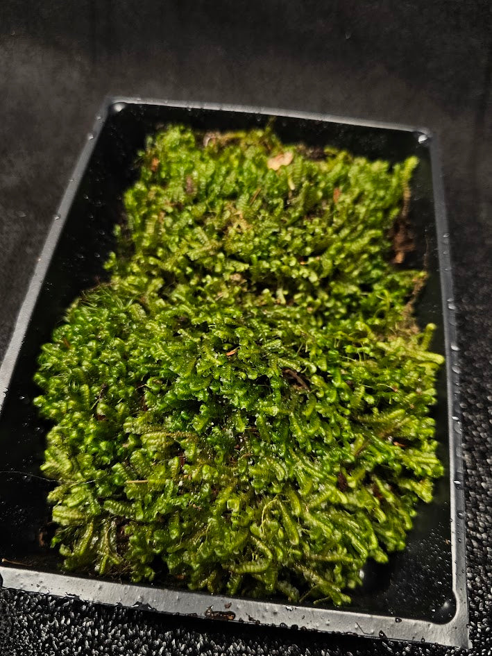 Spoon Leaved Moss #03, 6 Inch X 4 Inch Section, Also Known As Bryoandersonia Illecebra