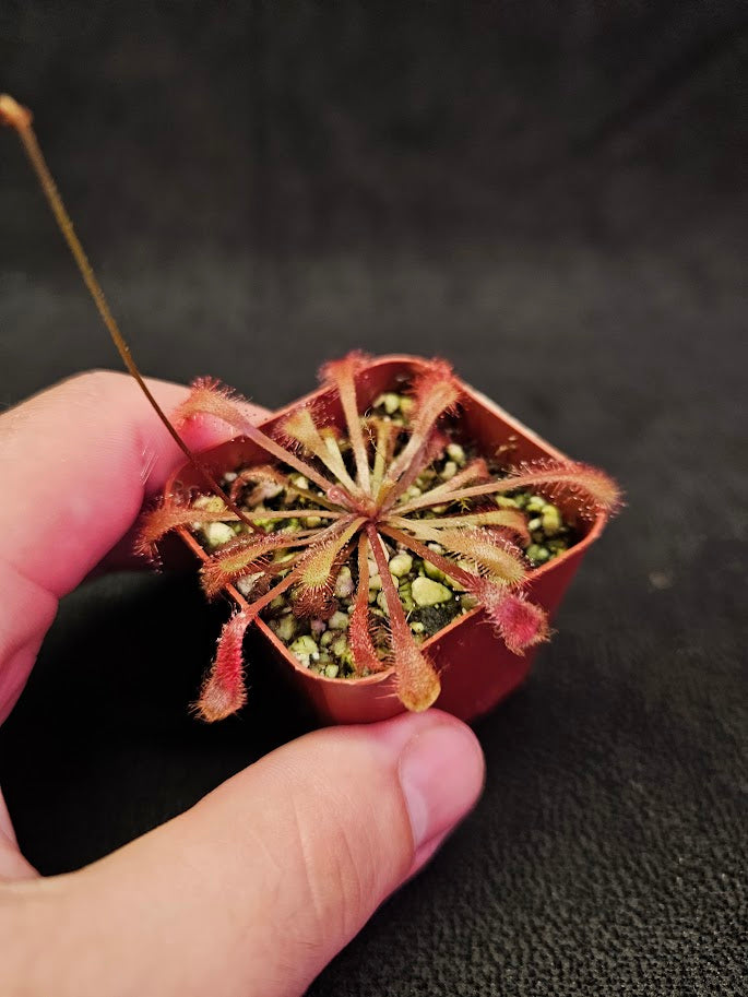 Drosera Snyderi #02, A Beautiful Cross Between Drosera Dielsiana & Drosera Nidiformis