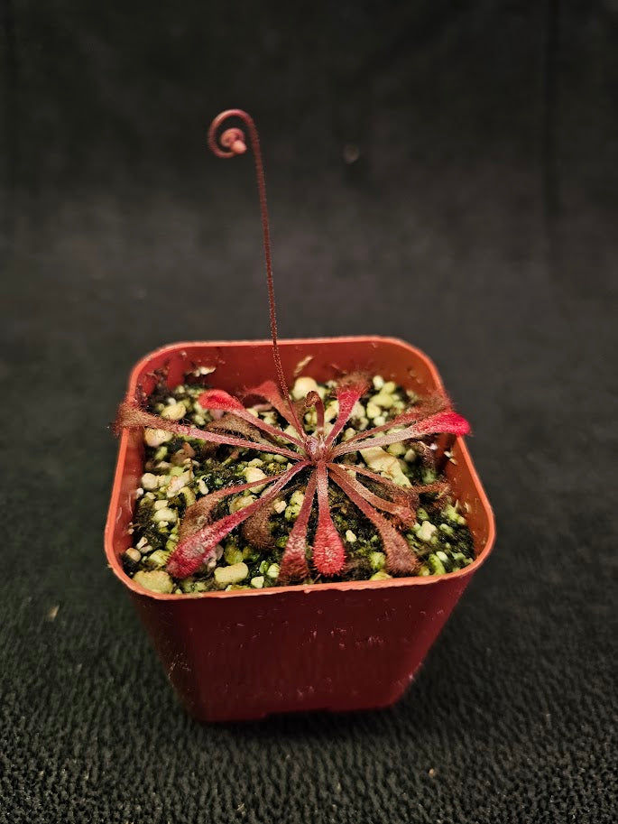 Drosera Snyderi #06, A Beautiful Cross Between Drosera Dielsiana & Drosera Nidiformis