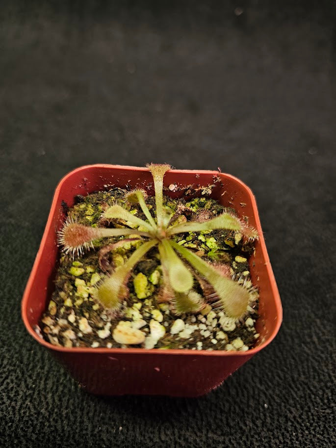 Drosera Snyderi #07, A Beautiful Cross Between Drosera Dielsiana & Drosera Nidiformis