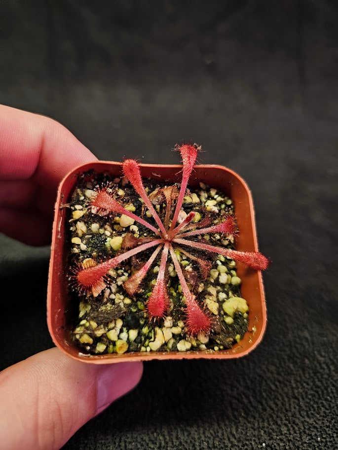 Drosera Snyderi #09, A Beautiful Cross Between Drosera Dielsiana & Drosera Nidiformis