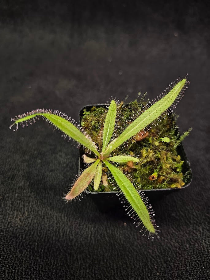 Drosera Adelae #09, Endemic To Queensland, Australia, A Crown Jewel In Any Collection