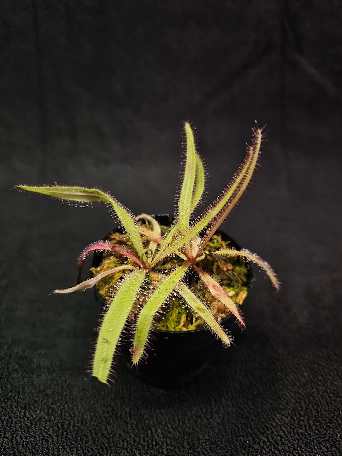 Drosera Adelae #11, Endemic To Queensland, Australia, A Crown Jewel In Any Collection