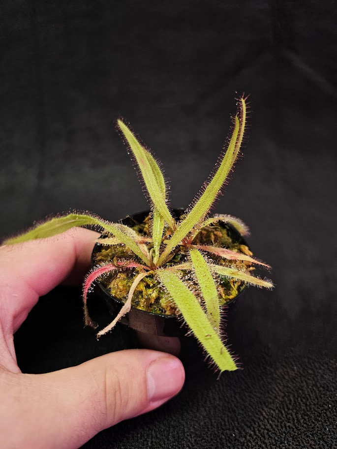 Drosera Adelae #11, Endemic To Queensland, Australia, A Crown Jewel In Any Collection