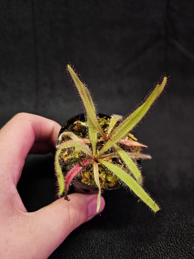 Drosera Adelae #11, Endemic To Queensland, Australia, A Crown Jewel In Any Collection