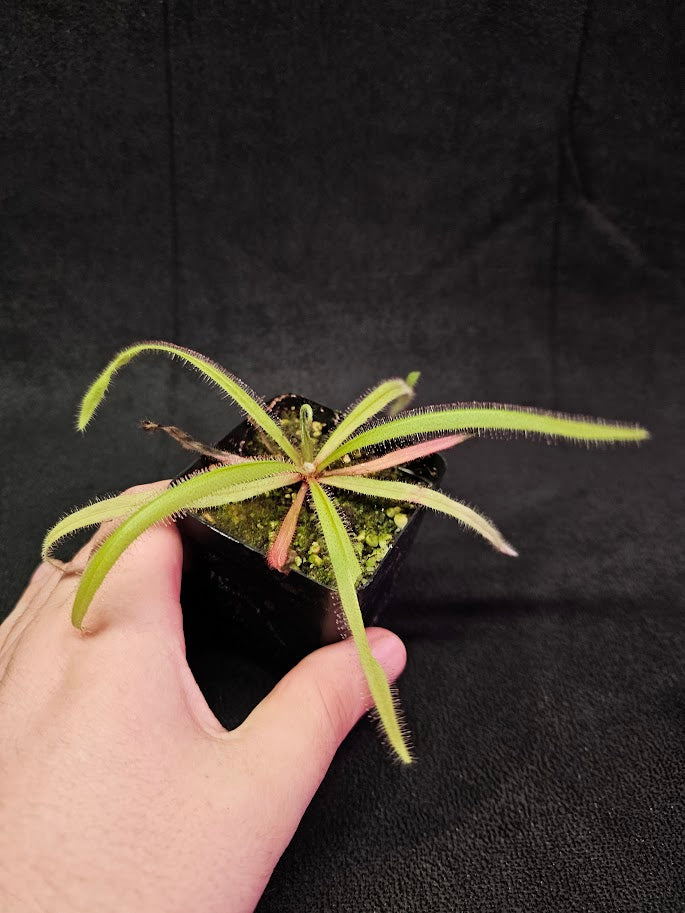 Drosera Adelae #13, Endemic To Queensland, Australia, A Crown Jewel In Any Collection