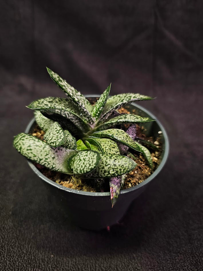 Gasteria Species #02, Native To Southern Africa, A Very Beautiful Indoor Succulent Plant