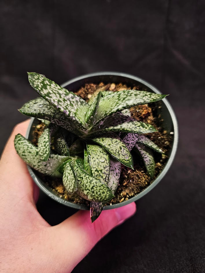Gasteria Species #02, Native To Southern Africa, A Very Beautiful Indoor Succulent Plant