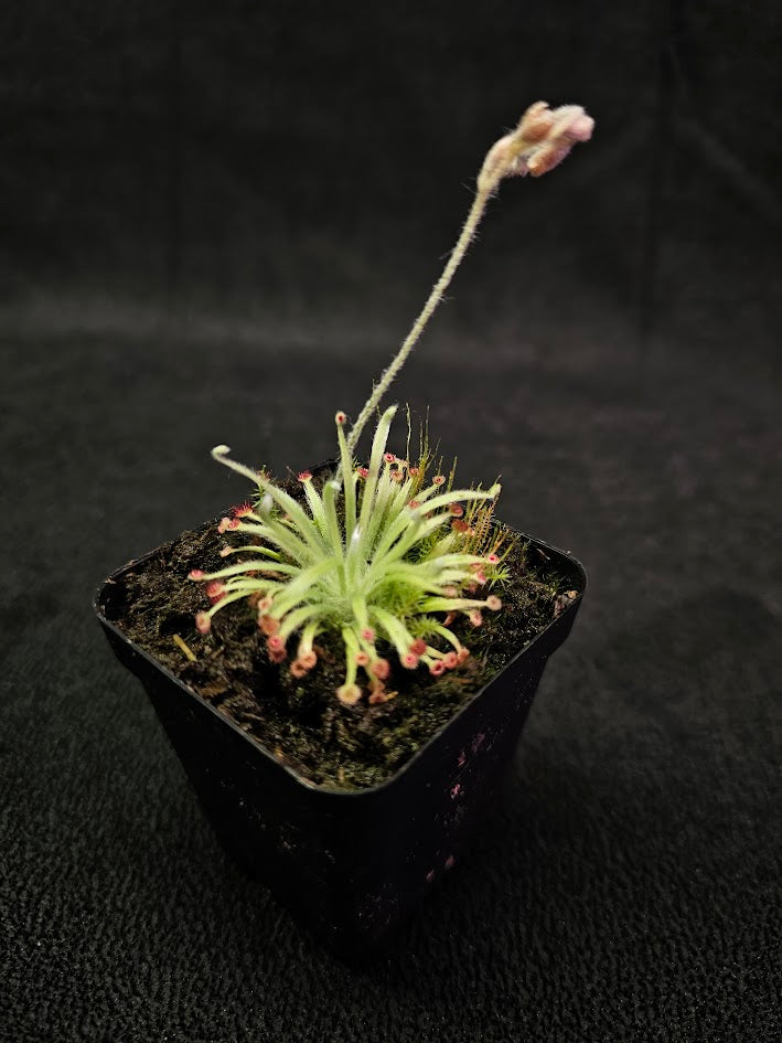 Drosera Lanata #02, Endemic To The Northern Territory & Queensland In Australia