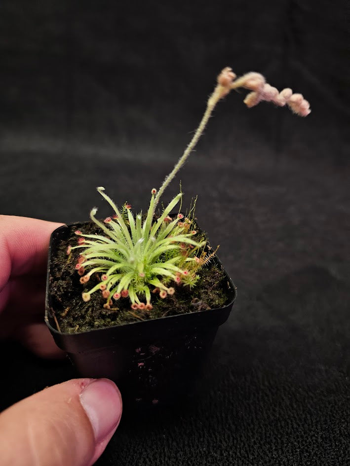 Drosera Lanata #02, Endemic To The Northern Territory & Queensland In Australia