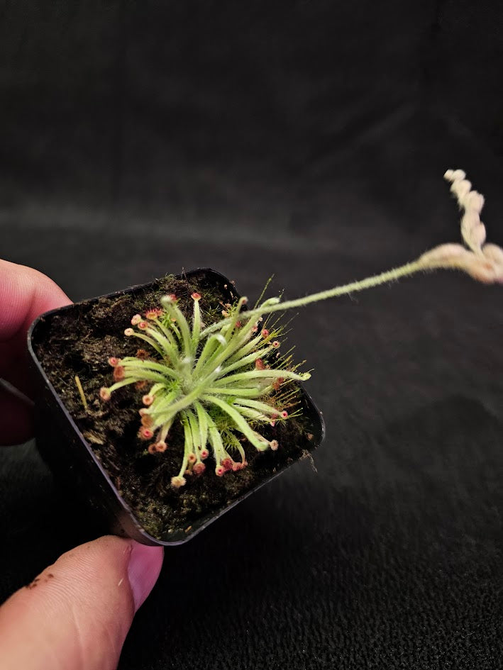 Drosera Lanata #02, Endemic To The Northern Territory & Queensland In Australia