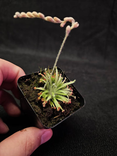 Drosera Lanata #02, Endemic To The Northern Territory & Queensland In Australia