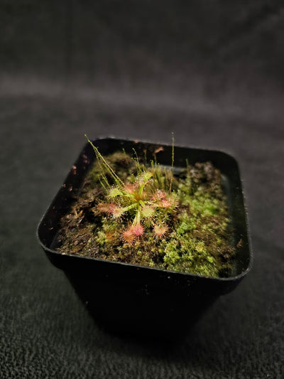 Drosera Madagascariensis #01,  Subtropical Sundew Native To Madagascar, Botswana & South Africa