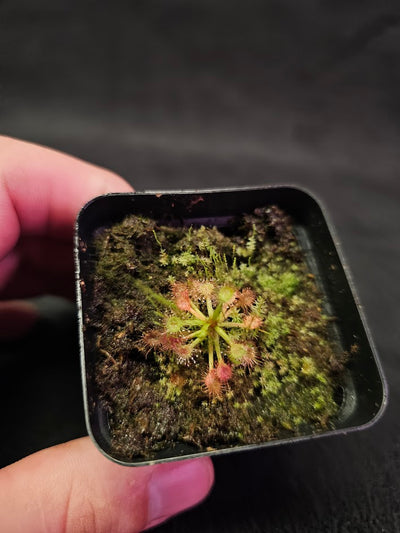 Drosera Madagascariensis #01,  Subtropical Sundew Native To Madagascar, Botswana & South Africa