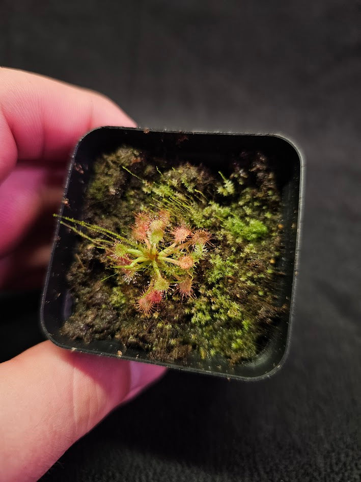 Drosera Madagascariensis #01,  Subtropical Sundew Native To Madagascar, Botswana & South Africa