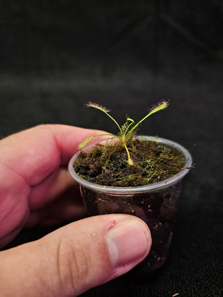 Drosera Capensis #03, Commonly Known As The Cape Sundew, Native To South Africa