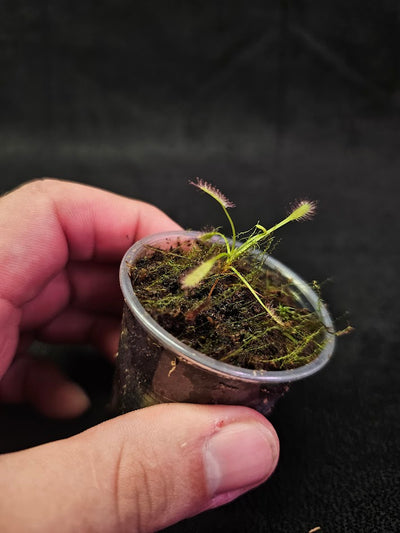 Drosera Capensis #03, Commonly Known As The Cape Sundew, Native To South Africa