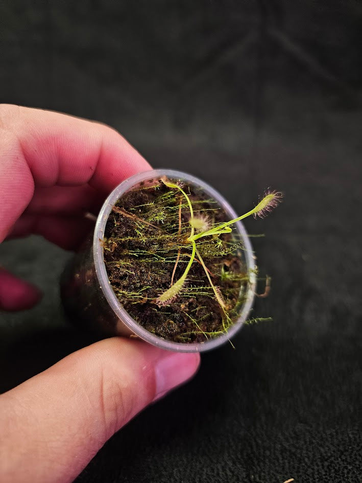 Drosera Capensis #03, Commonly Known As The Cape Sundew, Native To South Africa