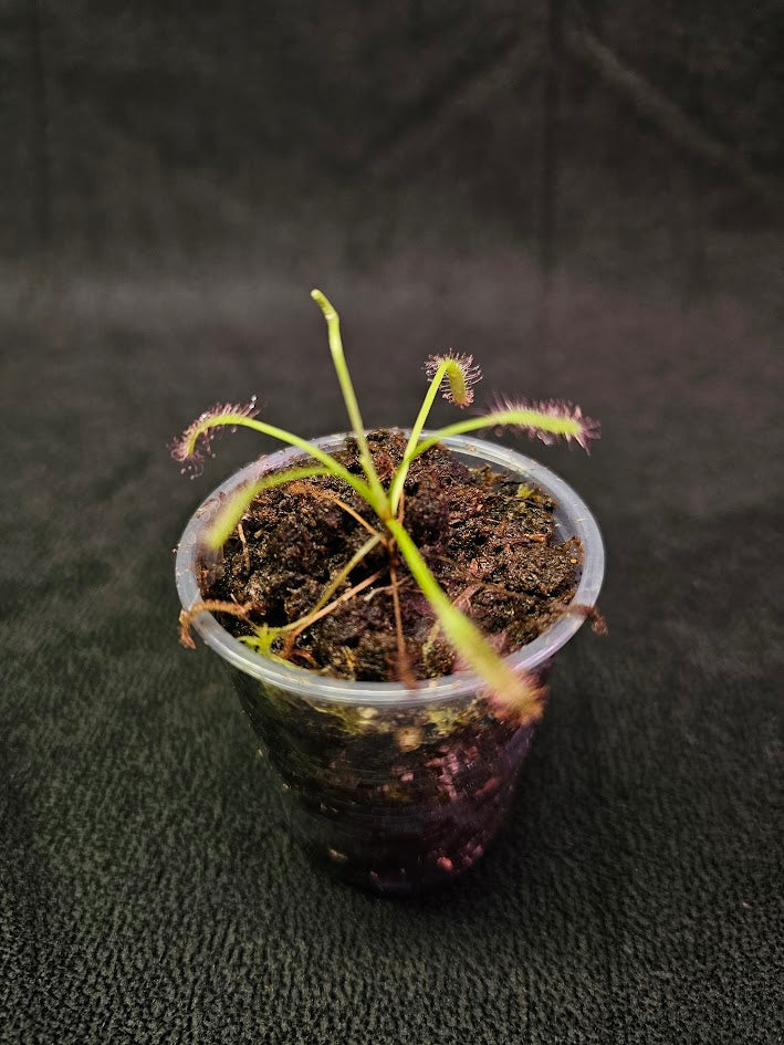 Drosera Capensis #06, Commonly Known As The Cape Sundew, Native To South Africa