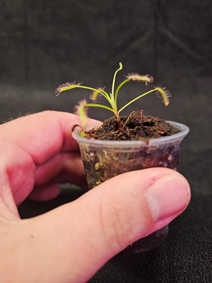 Drosera Capensis #06, Commonly Known As The Cape Sundew, Native To South Africa