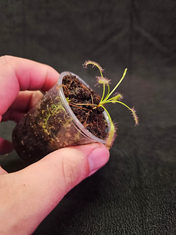 Drosera Capensis #06, Commonly Known As The Cape Sundew, Native To South Africa