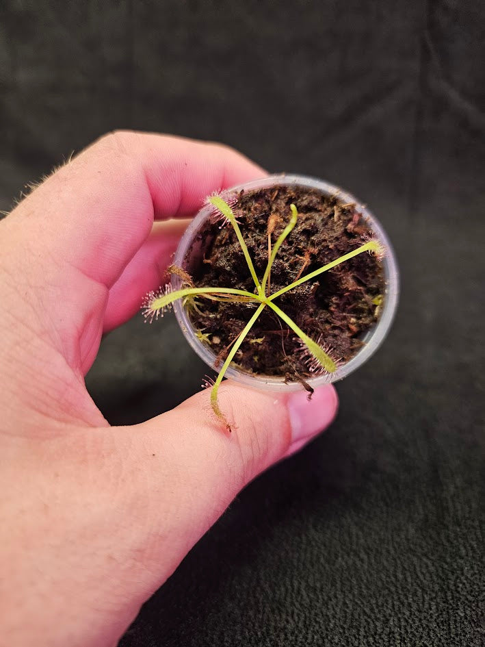 Drosera Capensis #06, Commonly Known As The Cape Sundew, Native To South Africa