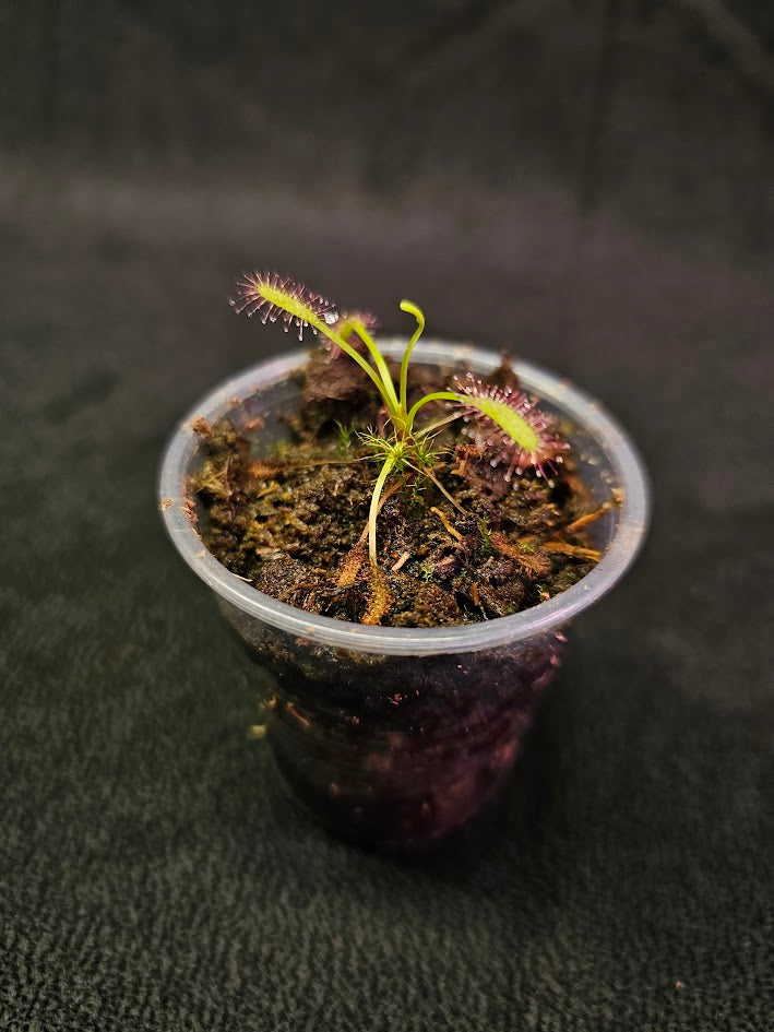 Drosera Capensis #07, Commonly Known As The Cape Sundew, Native To South Africa