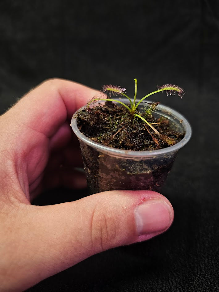 Drosera Capensis #07, Commonly Known As The Cape Sundew, Native To South Africa