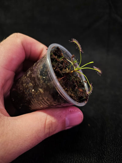 Drosera Capensis #07, Commonly Known As The Cape Sundew, Native To South Africa