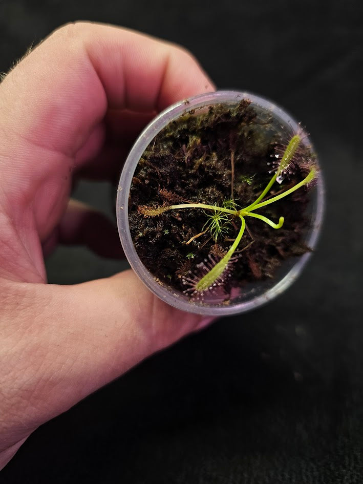 Drosera Capensis #07, Commonly Known As The Cape Sundew, Native To South Africa