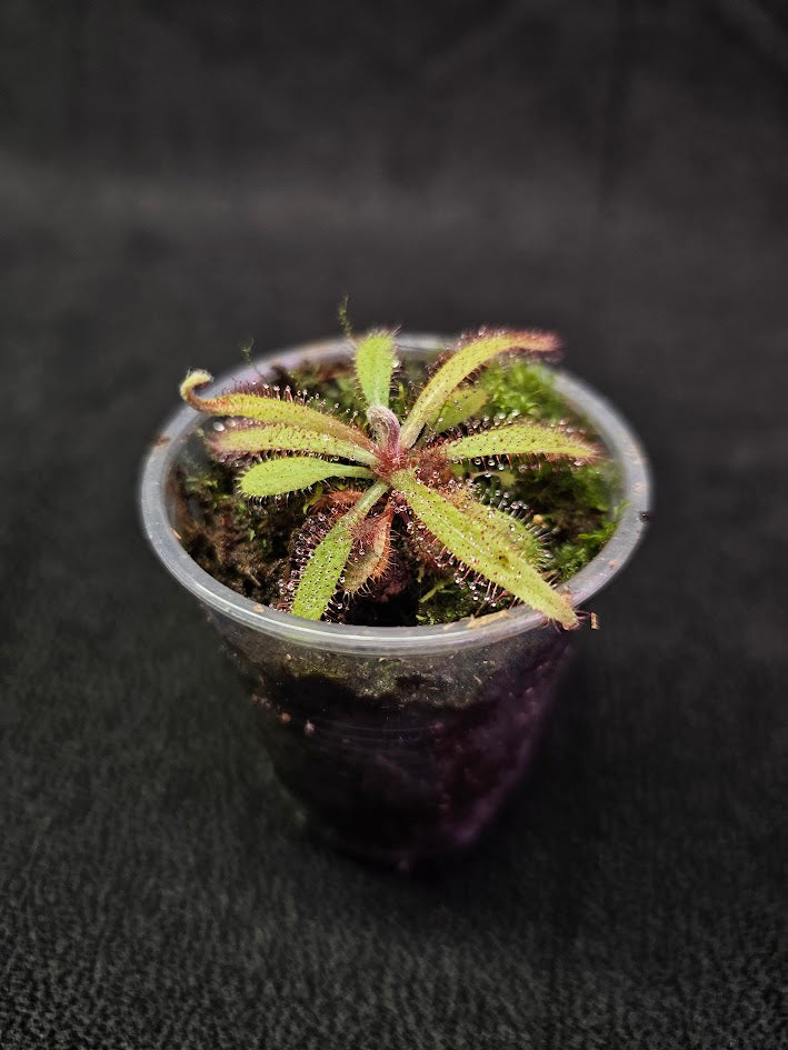 Drosera Adelae #15, Endemic To Queensland, Australia, A Crown Jewel In Any Collection