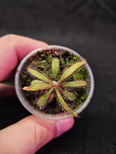 Drosera Adelae #15, Endemic To Queensland, Australia, A Crown Jewel In Any Collection