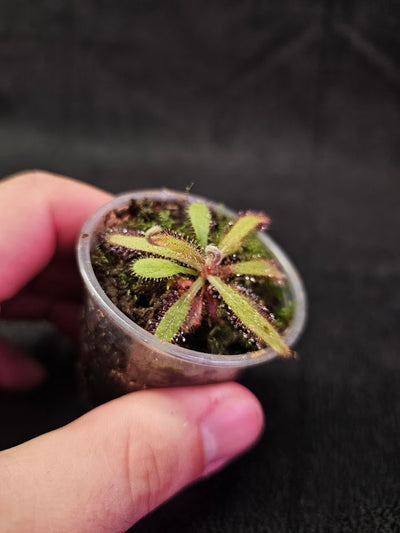 Drosera Adelae #15, Endemic To Queensland, Australia, A Crown Jewel In Any Collection