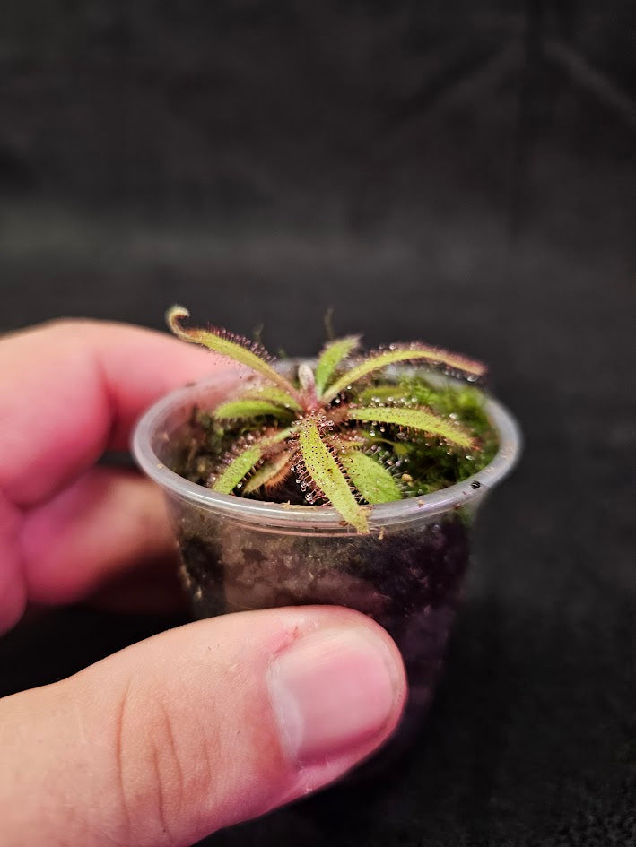 Drosera Adelae #15, Endemic To Queensland, Australia, A Crown Jewel In Any Collection