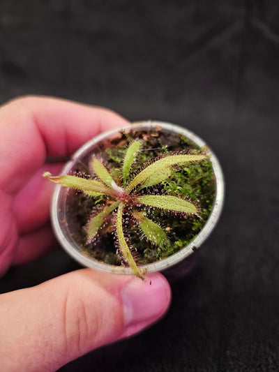 Drosera Adelae #15, Endemic To Queensland, Australia, A Crown Jewel In Any Collection