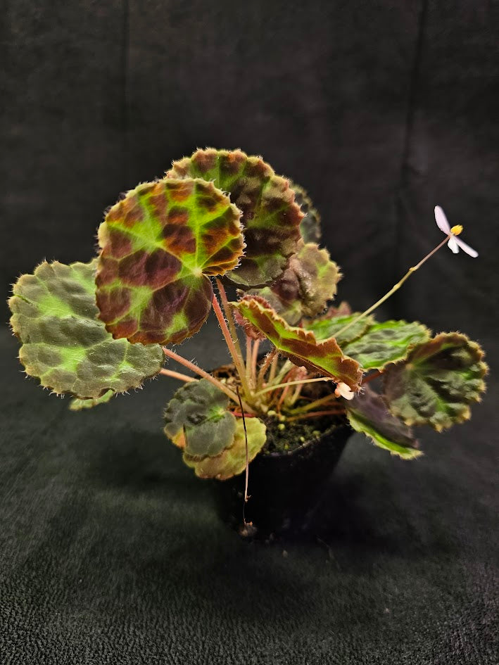 Begonia Robii #01, A New Species Of Begonia From Lima Puluh Kota, West Sumatra