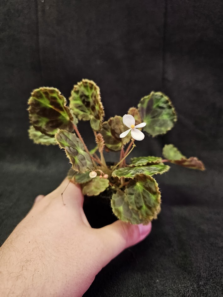 Begonia Robii #01, A New Species Of Begonia From Lima Puluh Kota, West Sumatra