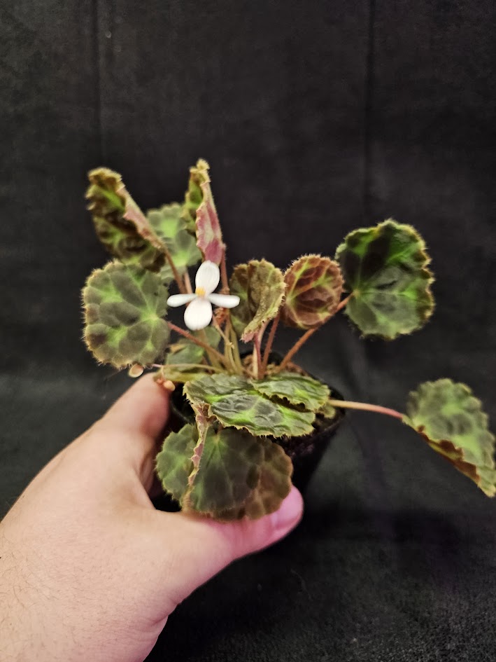 Begonia Robii #01, A New Species Of Begonia From Lima Puluh Kota, West Sumatra