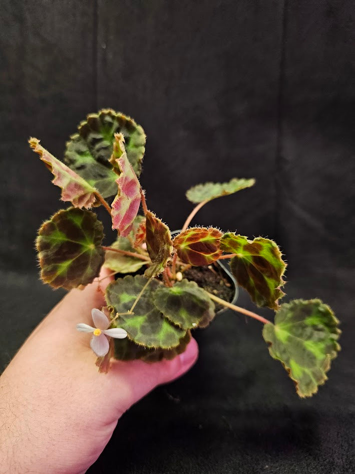 Begonia Robii #01, A New Species Of Begonia From Lima Puluh Kota, West Sumatra